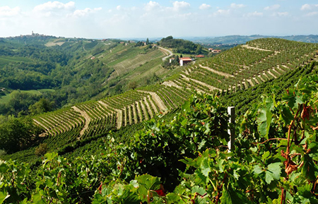 Vigneto, vino, Piemonte, Emilia Romagna