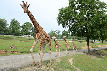 Safari Park, Giraffen
