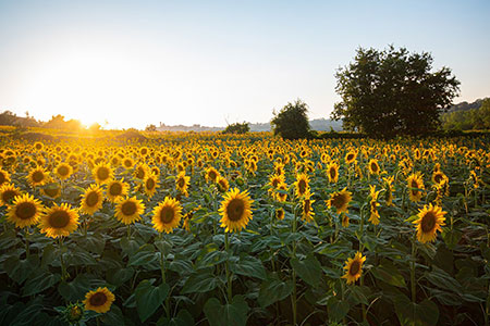 Sonnenblumenfeld, Toskana